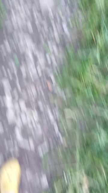 🌲