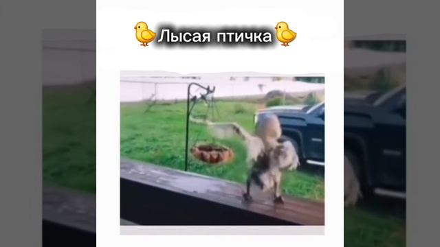 🐣лысыч🐣