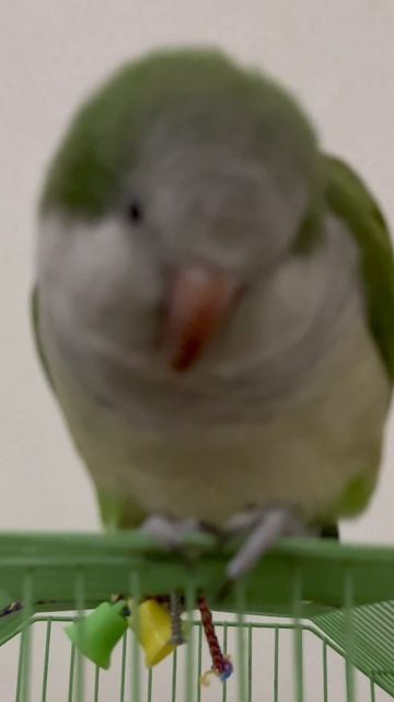 Tuco exploring new iPhone cameras! #parrot #shotoniphone #iphonepromax #photography #birds