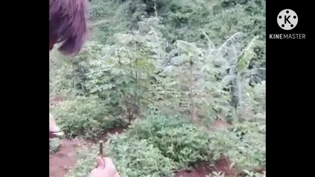 Perbanyakan Vegetatif dengan cara Stek (sambung) Pucuk Kopi Arabika dan Robusta
