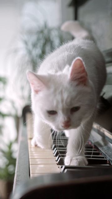 котята2 #shorts