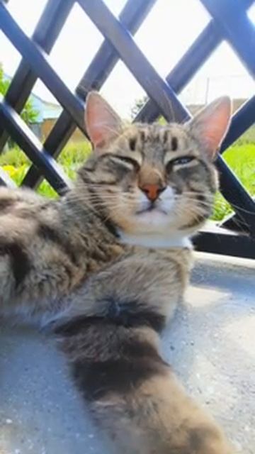 Ох,лежу и думаю...#shorts#кошка #смешныекоты #рекомендации #популярное #кот