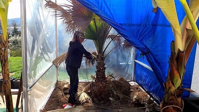 Palma vs piła !!!! Cięcie uschniętych liści waszyngtonii. Czy palma przeżyła zimę? 🌴🌴🌴🌴🌴🌴🌴