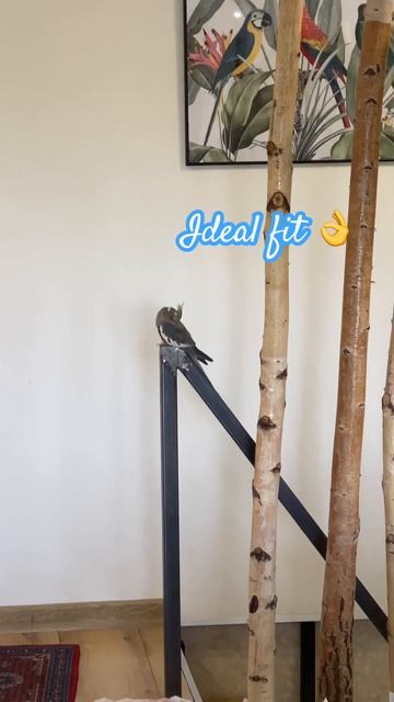 Parrot found her place in room / попугай идеально подходит в качестве перила #fun #parrot #pets