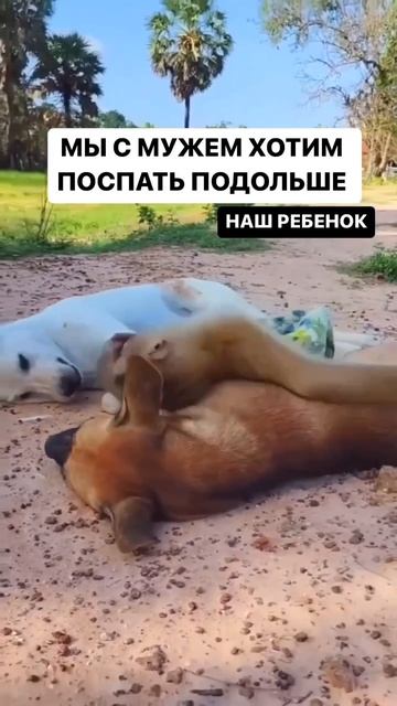 Когда решили поспать в выходной