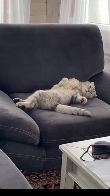 Прикольные особенности шотландских котиков 🐈
