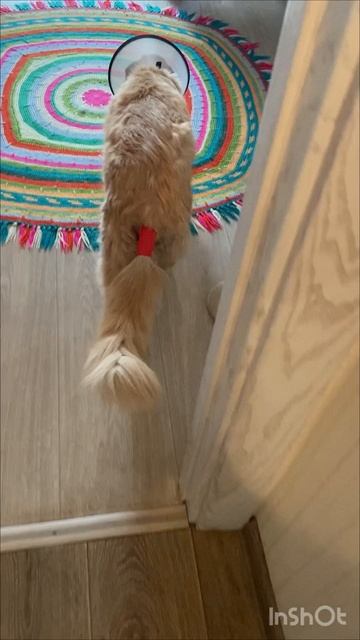 Кот Персик
