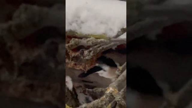 Wild birds in winter Moscow ❄️️️ #music #snowchill #relaxingmusic #birds #nature