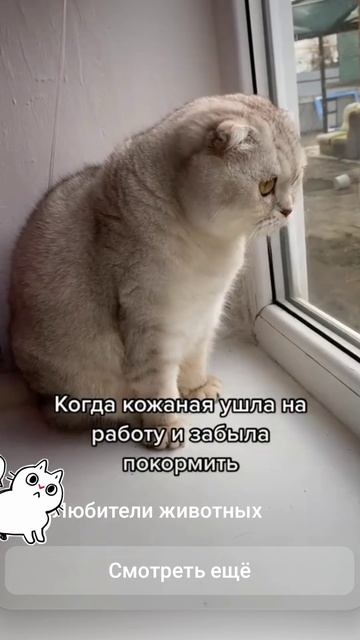 Забавные животные 🤣