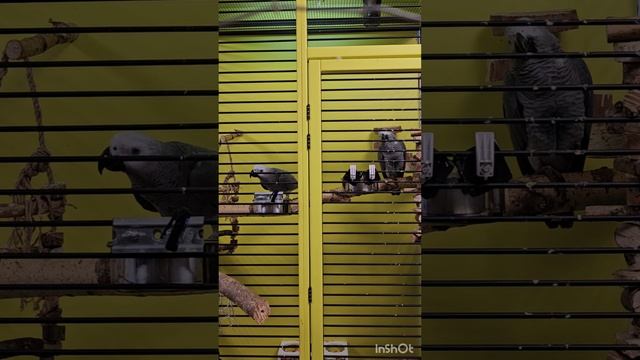 просто часть из жизни Жако.mp4