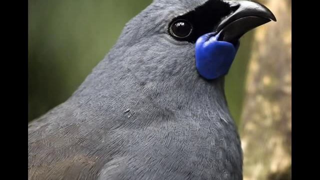 Te Kokako - Hiriini Melbourne