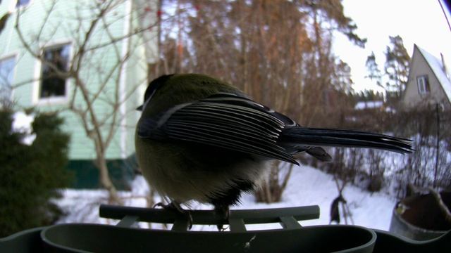 Синички любят семечки