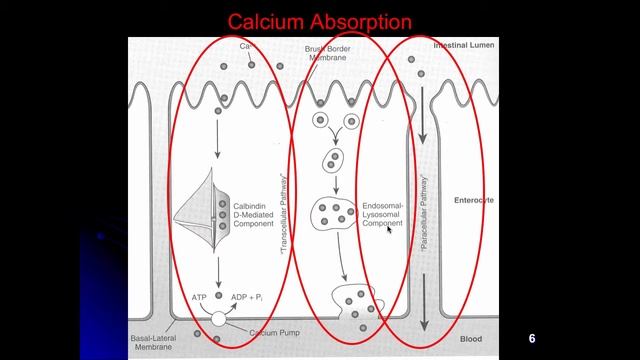 FSN 329 Calcium part 1 Fall 2015