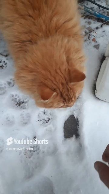 КОТЫ В ДЕРЕВНЕ ЭТО НЕ ЕДЯТ!!!Shorts