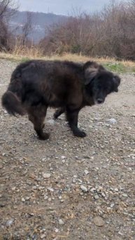 Лео из приюта в добрые руки с возможностью отправки в любой город