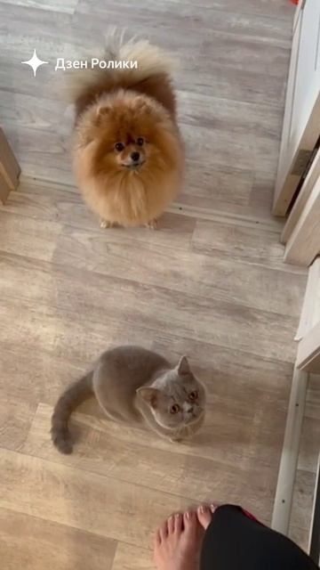 Дела поиграть 😂🦁🐈