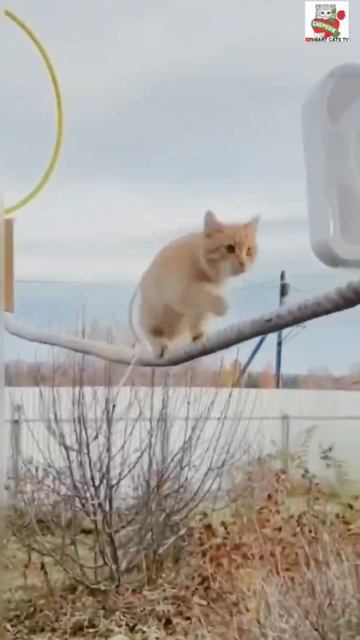 Три замечательных брата Пиксель Черныш и Рыжик 🌞😴🐈🐈⬛🐈