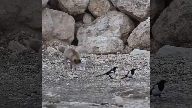 😨Необычная парочка подружек.