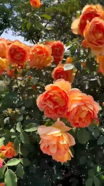 Красивые цветы 🌺🌺🌺

 #Цветы