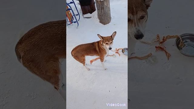 лёд на усах