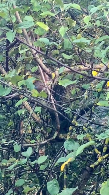 Jay bird in Moscow nature / Сойка на природе , Москва #nature #birds #jaybird #zoo #beauty #природа