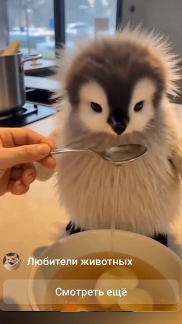 Забавные животные 🤣