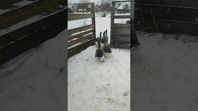 Выгоняю гусей 🪿 на прогулку. Рыжий кот Фокс🐱 хозяюшка Лара играют