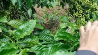 melihat keadaan buah di bulan 3-2024