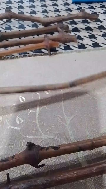 укоренение винограда в какосовой стружке