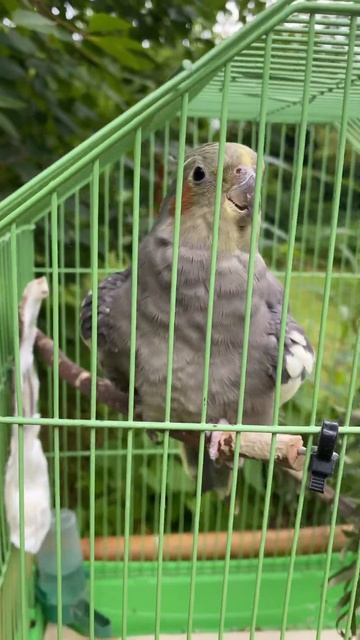 Shower time / попугаи под дождем реакция #birds #parrot #nature #cockatiel #birdslover