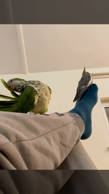 Попугаи отдыхают на моей ноге #bobmarley75 #threelittlebirds #chill #parrots #pets