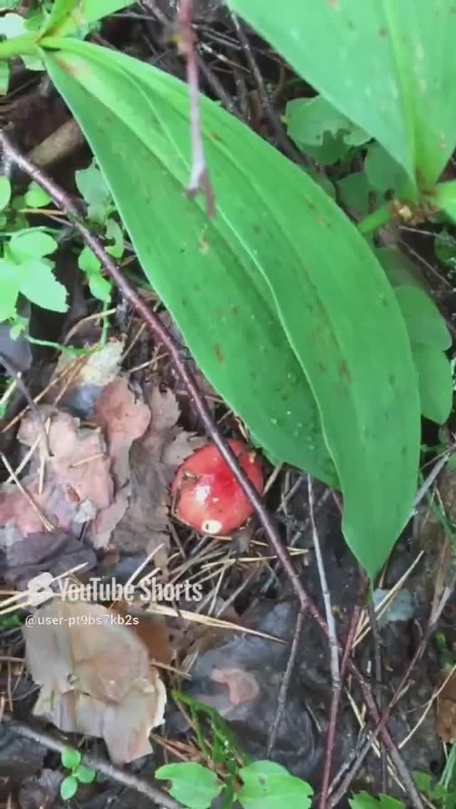 Люблю сыроежки, они такие яркие, красивые #sI love russula, they are so bright, beautiful#orts