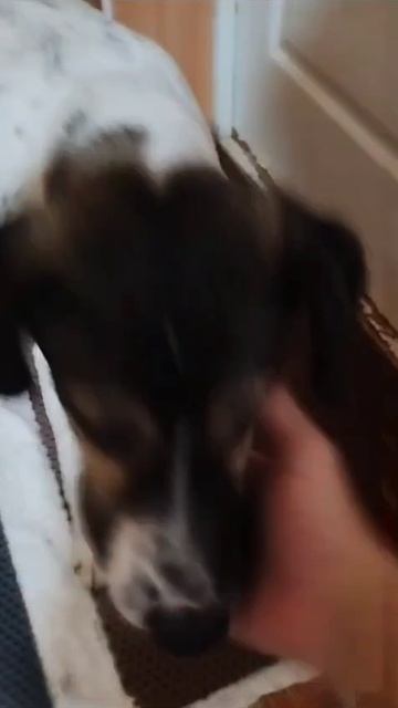 Видео WhatsApp 2025-01-25 в 13.07.06_06b244bd