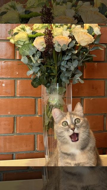 Элис тоже не смогла пройти мимо тренда 🙈🥰