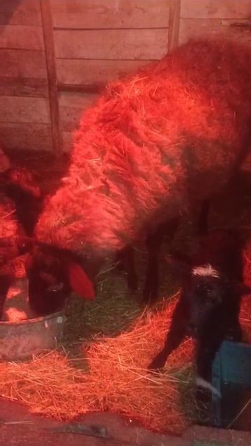 VID-20250122-WA0000.mp4