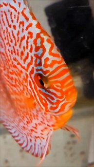 Новая пара,