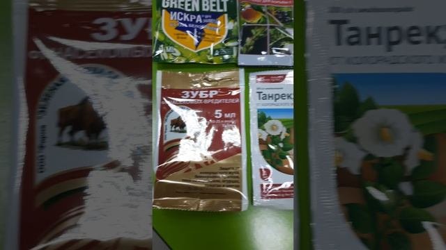 Тля у рябины