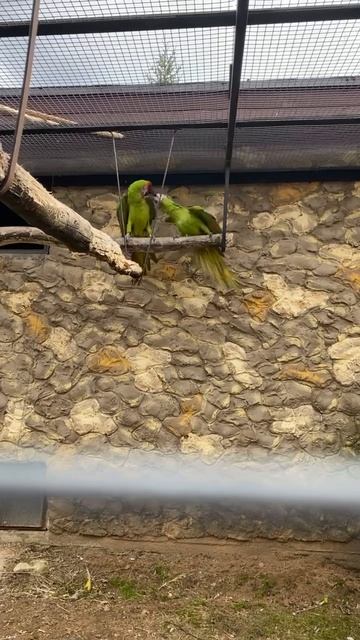 Great Green Macaw parrots arguing/ Зеленые Ара спорят #birds #parrot #nature