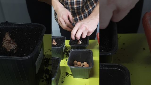 Сажаем луковичные: гиацинты, нарциссы, тюльпаны