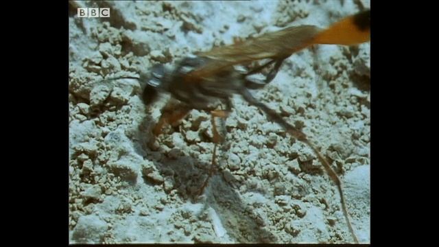 These Caterpillars Never Stood a Chance Against the Bodysnatcher Wasp | Trials Of Life | BBC Earth