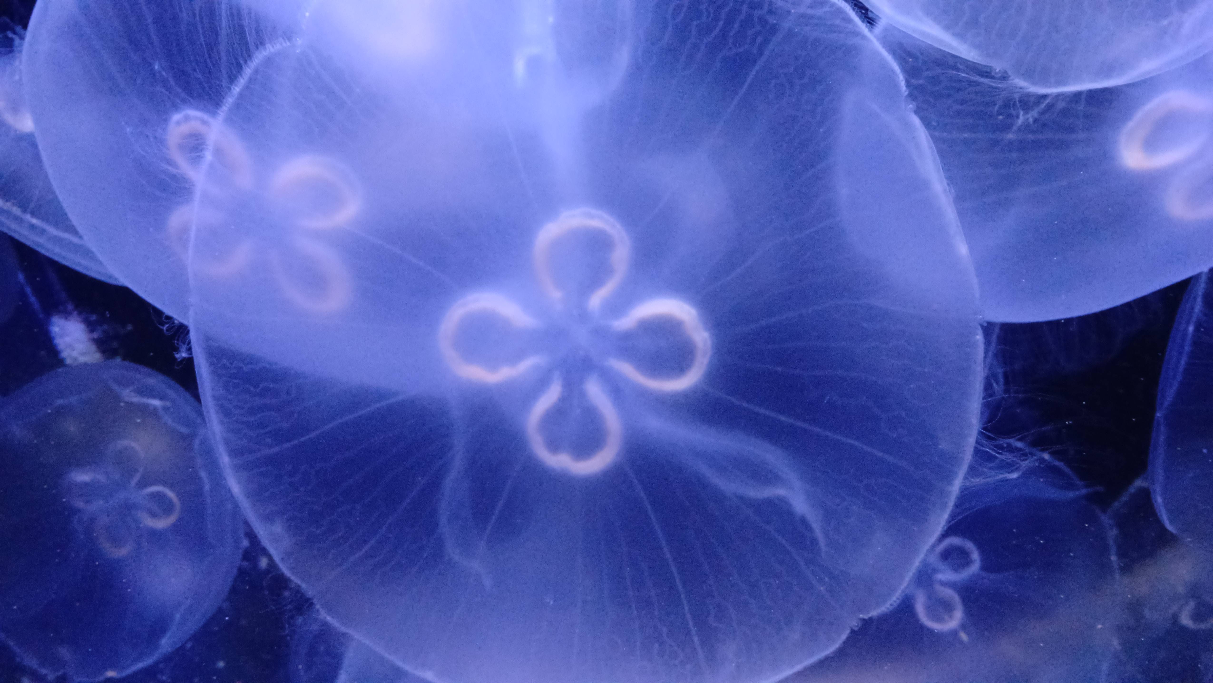 ИНОПЛАНЕТЯНЕ...