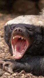 самое бесстрашное животное в мире