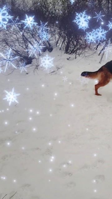 Немецкая овчарка