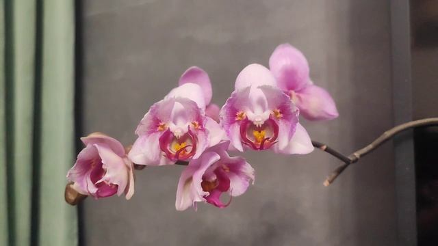 Может быть Phalaenopsis Scroppino? Ищу имя своей незнакомке бабочке.