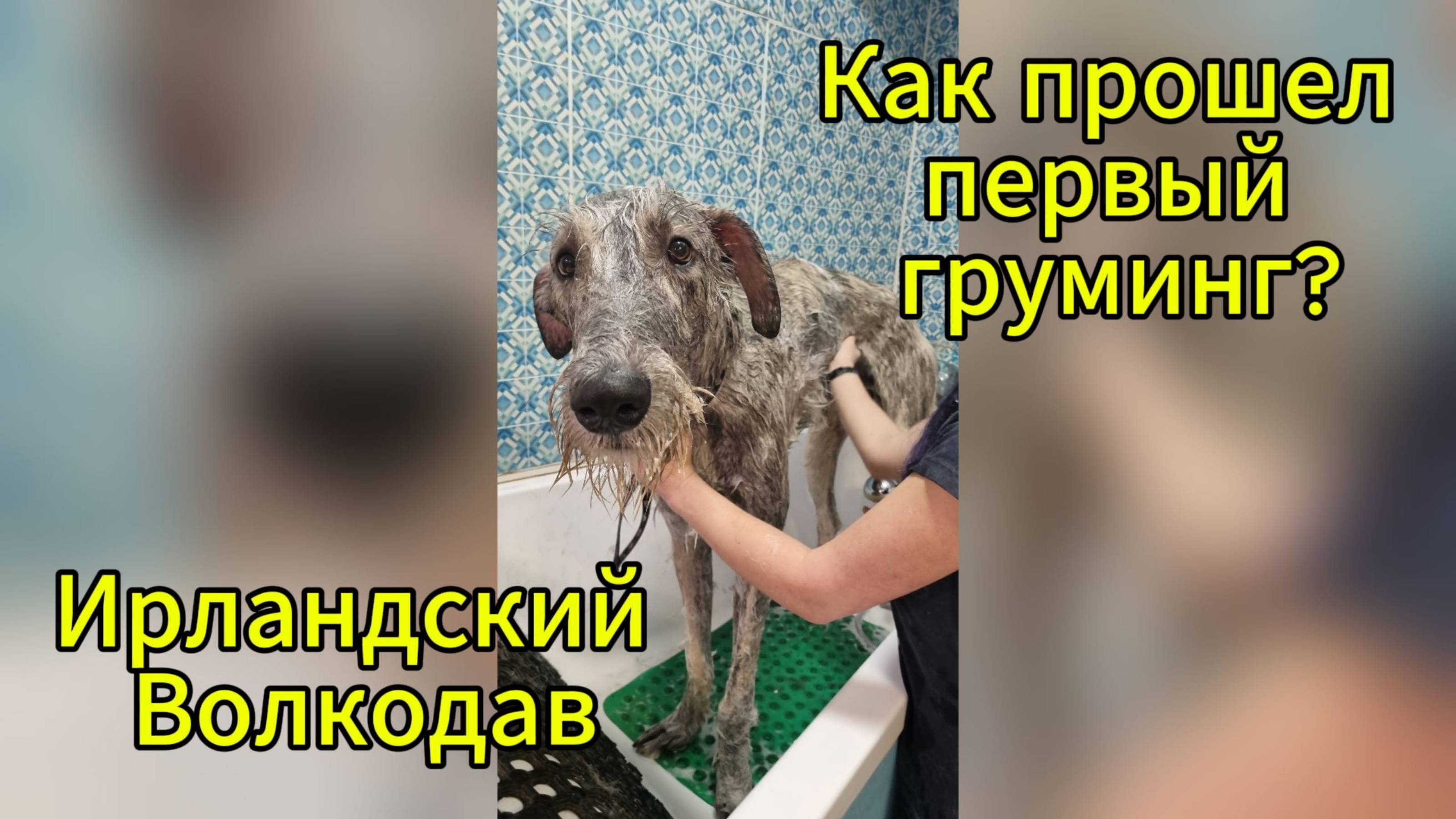 История про наш первый поход к грумеру - Мой Ирландский Волкодав