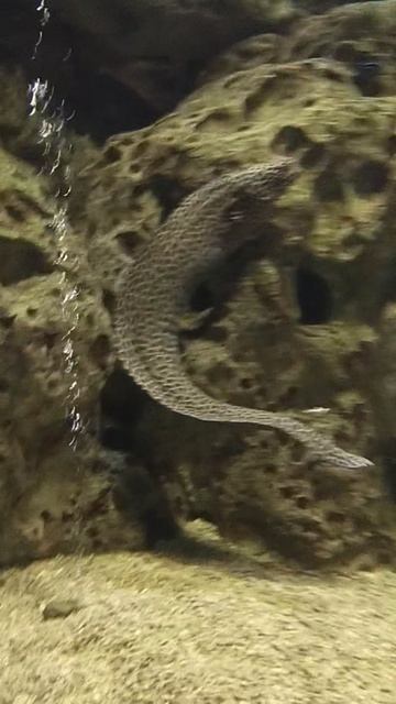 video_20241226_154146.mp4