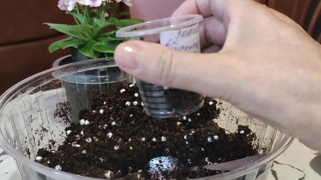 Лист фиалки в воде дал деток. Можно ли их вырастить?