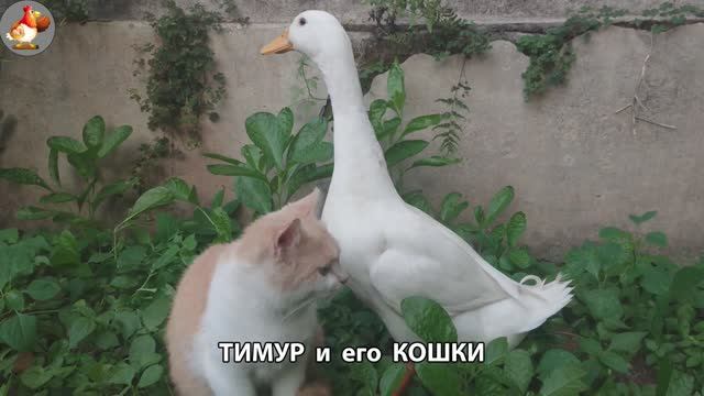 Пекинский селезень Тимур и его кошки 🥰 серия (23)