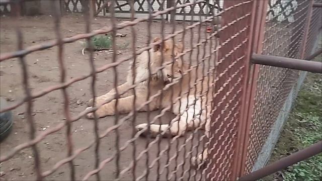 Львёнок Шерхан в Минском ЗОО. 29 декабря