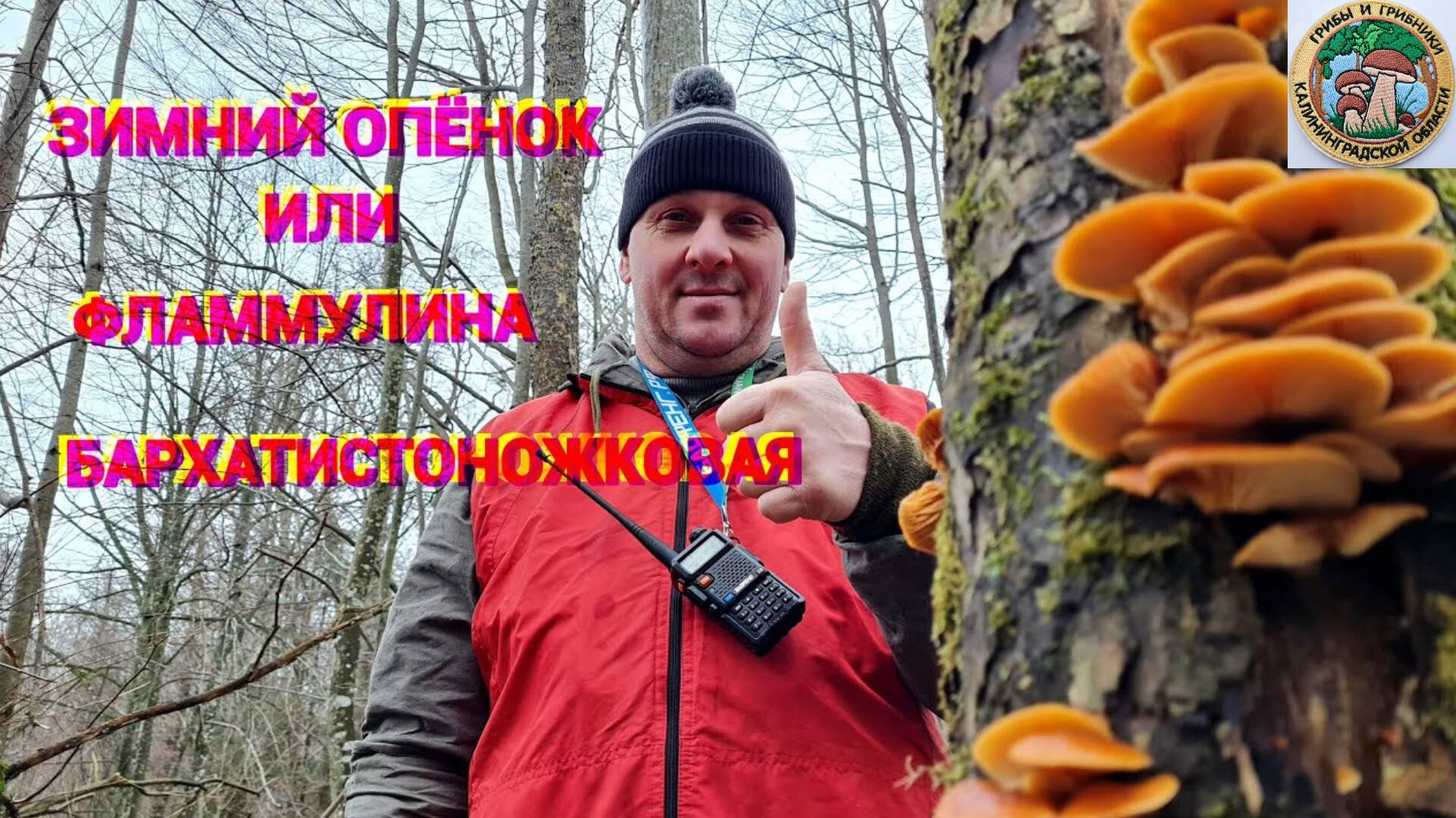 ФЛАММУЛИНА БАРХАТИСТОНОЖКОВАЯ.  зимний опенок. Сбор грибов зимой! #природа #грибы